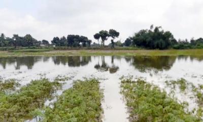 বাঁধে পানি আটকে  ৩০০ বিঘা সবজি ক্ষেত নষ্ট